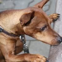 シニア犬にはヘルシーな低脂肪タイプのドッグフード